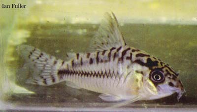 Corydoras sp. C19